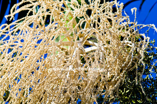 The clustered flowers of a Bangalow Palm hanging beneath the fronds. Witta, Sunshine Coast, Brisbane, Queensland, Australia.