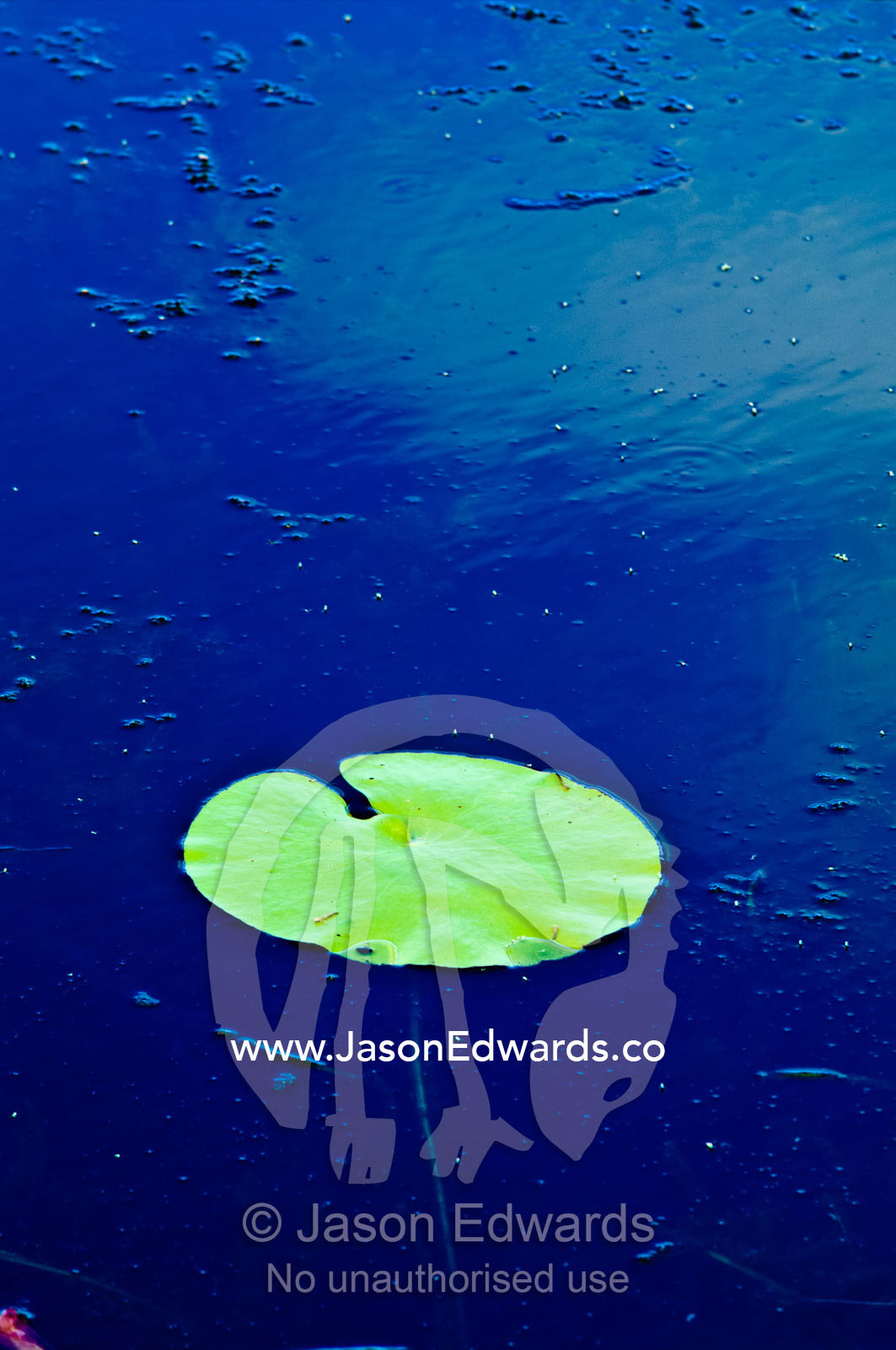 A round, green leaf of a waterlily floating on the surface of a lake. Witta, Sunshine Coast, Brisbane, Queensland, Australia.