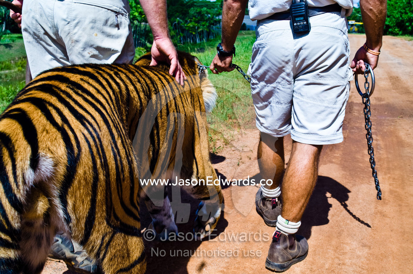 Zookeepers take an endangered Sumatran Tiger for a walk on a leash. Australia Zoo, Beerwah, Queensland, Australia.