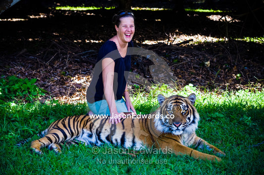 An excited tourist poses for a photo with an endangered Sumatran Tiger Australia Zoo, Beerwah, Queensland, Australia.