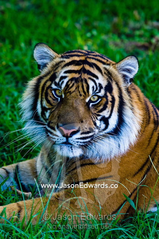 Portrait of a captive endangered Sumatran Tiger resting in the grass. Australia Zoo, Beerwah, Queensland, Australia.