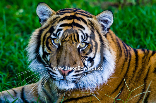 Portrait of a captive endangered Sumatran Tiger resting in the grass. Australia Zoo, Beerwah, Queensland, Australia.