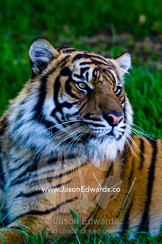 Portrait of a captive endangered Sumatran Tiger resting in the grass. Australia Zoo, Beerwah, Queensland, Australia.