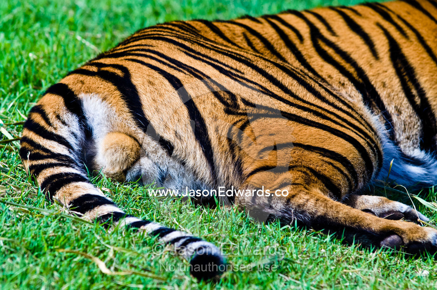 The striped hindquarters, tail and testicles of a Sumatran Tiger. Australia Zoo, Beerwah, Queensland, Australia.