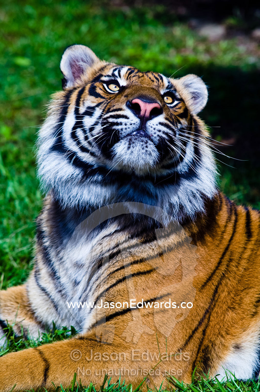 An alert endangered Sumatran Tiger looking intently at the sky. Australia Zoo, Beerwah, Queensland, Australia.