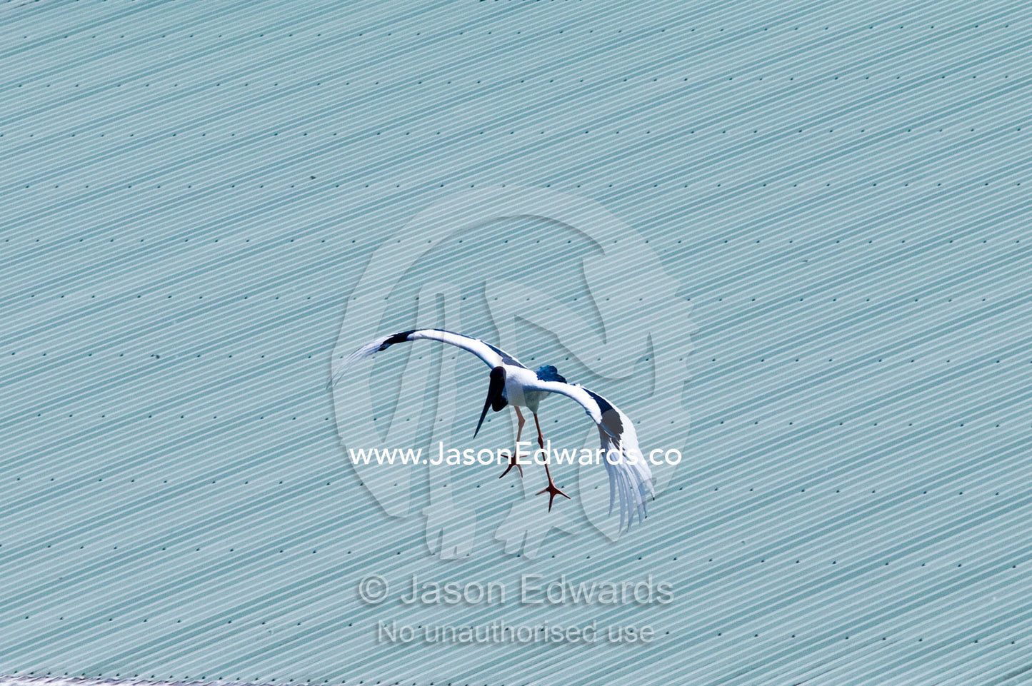 A Jabiru Stork flies over a corrugated steel roof during a bird show. Crocoseum, Australia Zoo, Beerwah, Queensland, Australia.