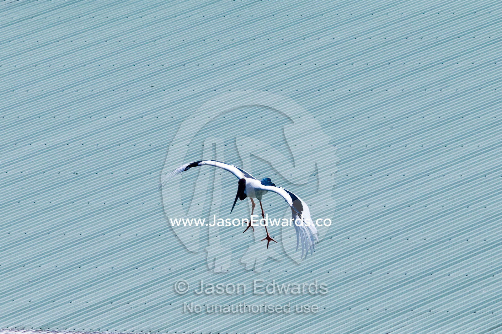 A Jabiru Stork flies over a corrugated steel roof during a bird show. Crocoseum, Australia Zoo, Beerwah, Queensland, Australia.