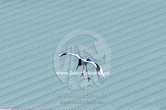 A Jabiru Stork flies over a corrugated steel roof during a bird show. Crocoseum, Australia Zoo, Beerwah, Queensland, Australia.