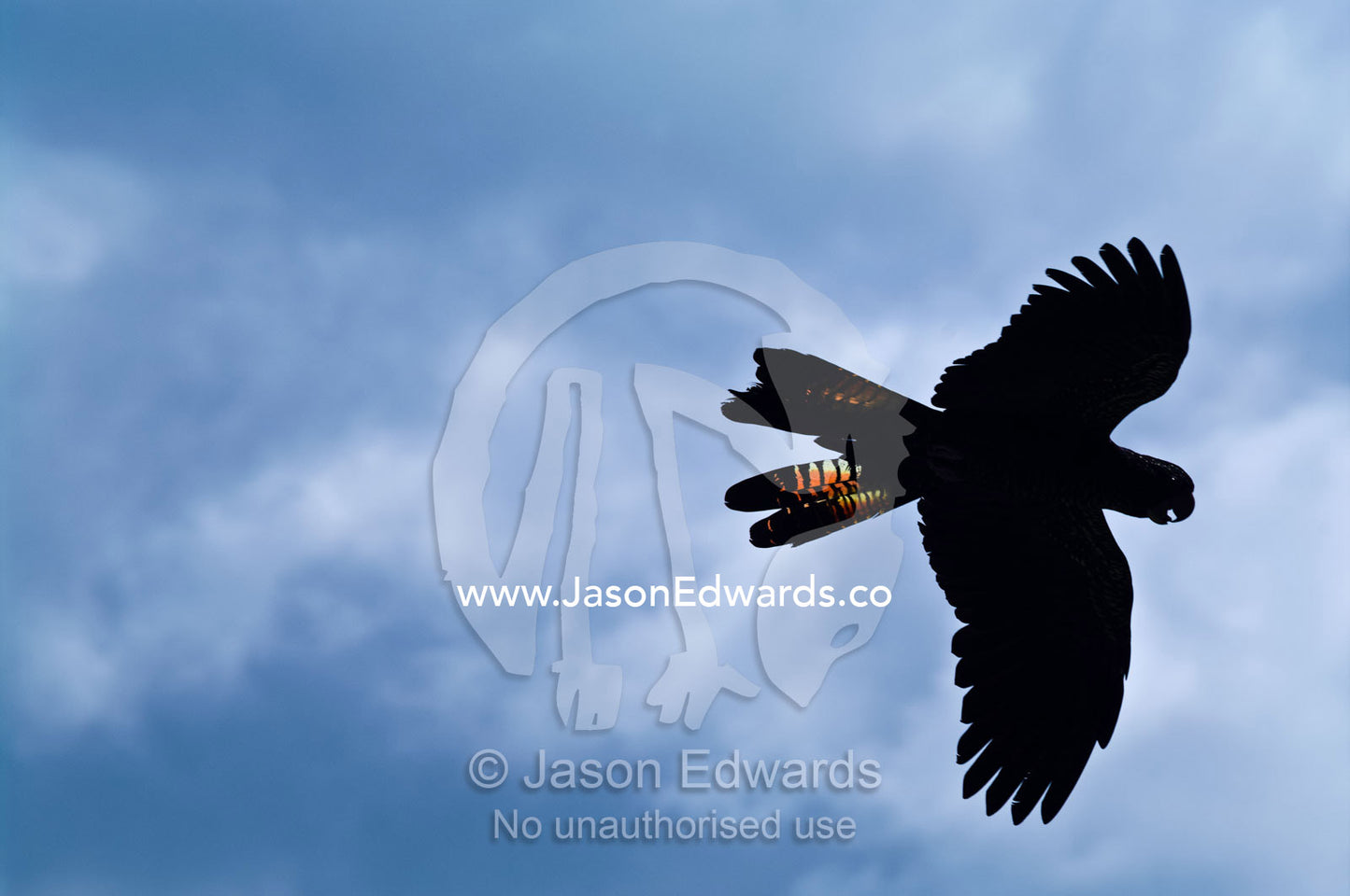 A Red-tailed Black Cockatoo soars through the sky below storm clouds. Crocoseum, Australia Zoo, Beerwah, Queensland, Australia.