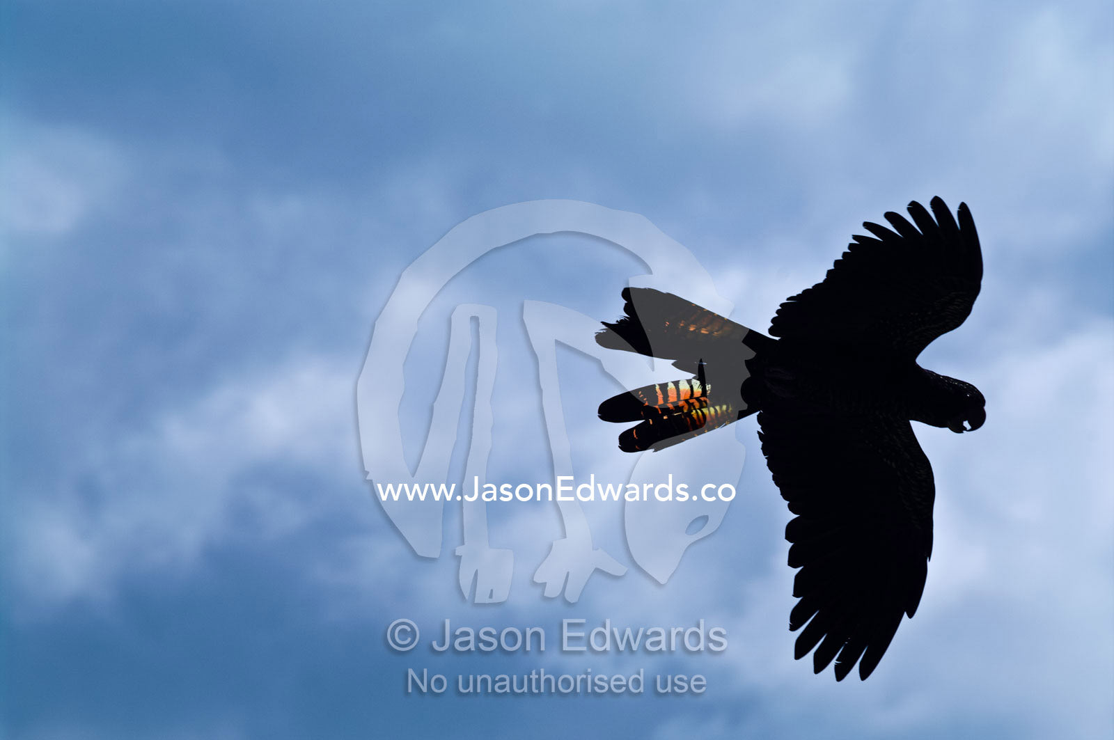 A Red-tailed Black Cockatoo soars through the sky below storm clouds. Crocoseum, Australia Zoo, Beerwah, Queensland, Australia.
