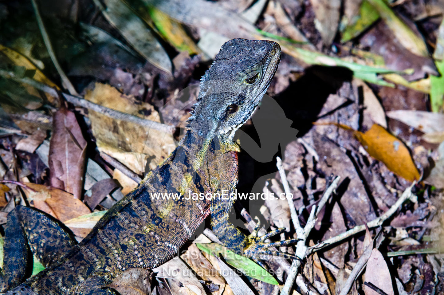 A juvenile Eastern Water Dragon hunts for insects on the forest floor. Australia Zoo, Beerwah, Queensland, Australia.