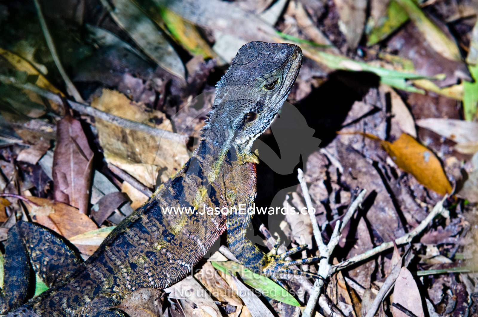 A juvenile Eastern Water Dragon hunts for insects on the forest floor. Australia Zoo, Beerwah, Queensland, Australia.