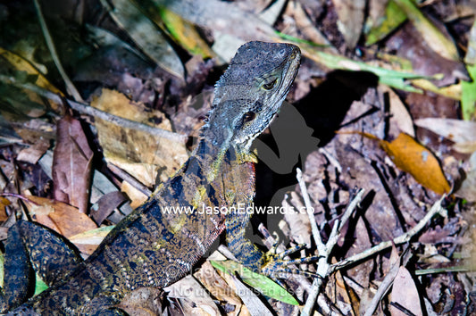 A juvenile Eastern Water Dragon hunts for insects on the forest floor. Australia Zoo, Beerwah, Queensland, Australia.