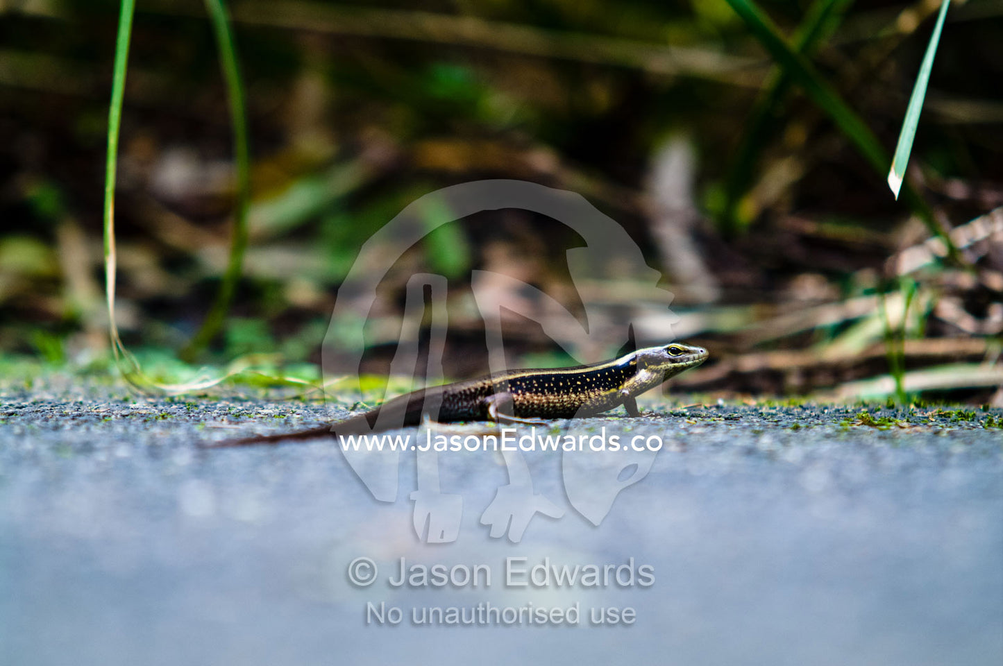 An Eastern Water Skink, Eulamprus quoyii sun basking on a garden path. Australia Zoo, Beerwah, Queensland, Australia.