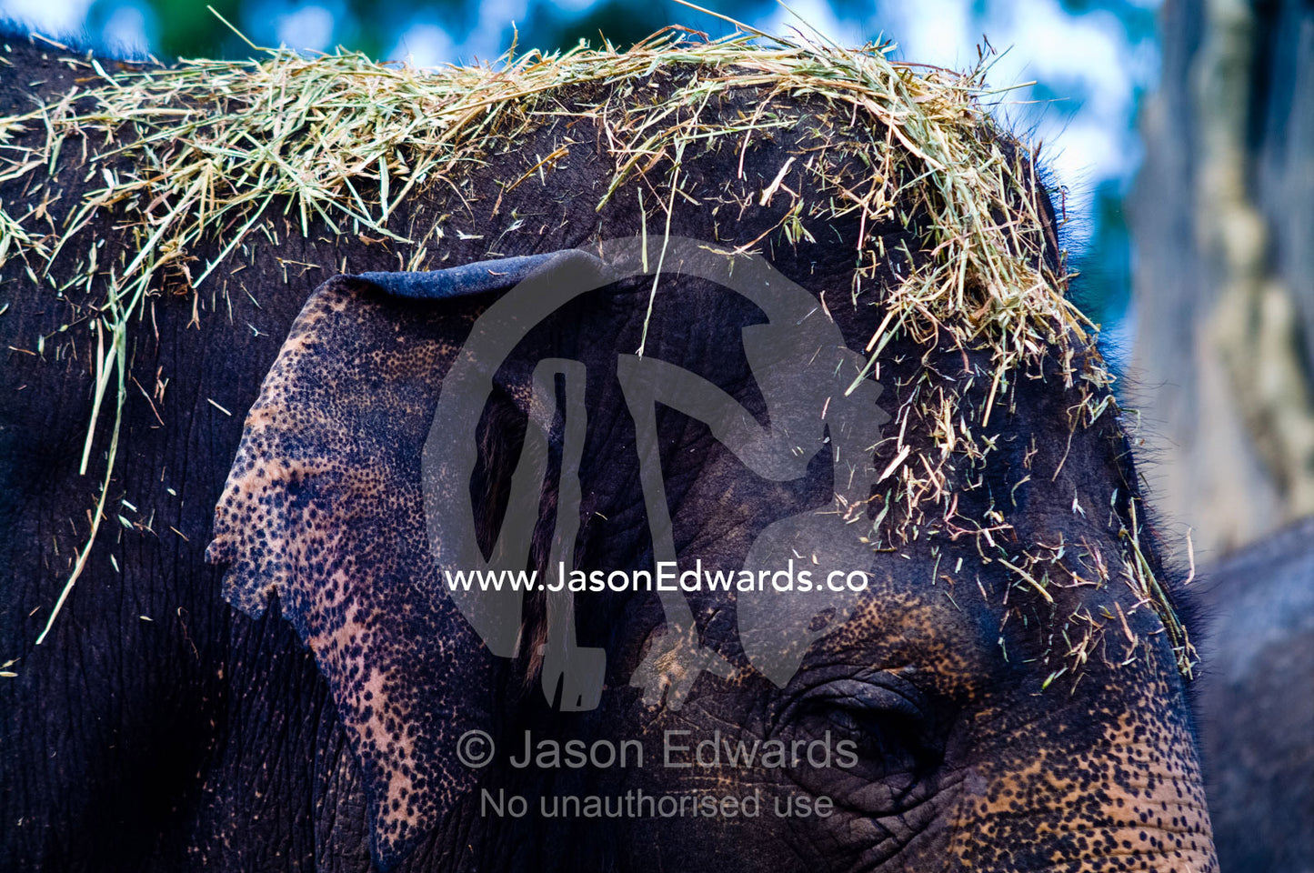 An Asian Elephant with lucerne hay and straw on top of his head. Australia Zoo, Beerwah, Queensland, Australia.