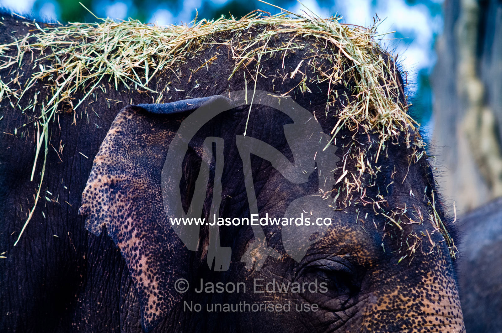 An Asian Elephant with lucerne hay and straw on top of his head. Australia Zoo, Beerwah, Queensland, Australia.