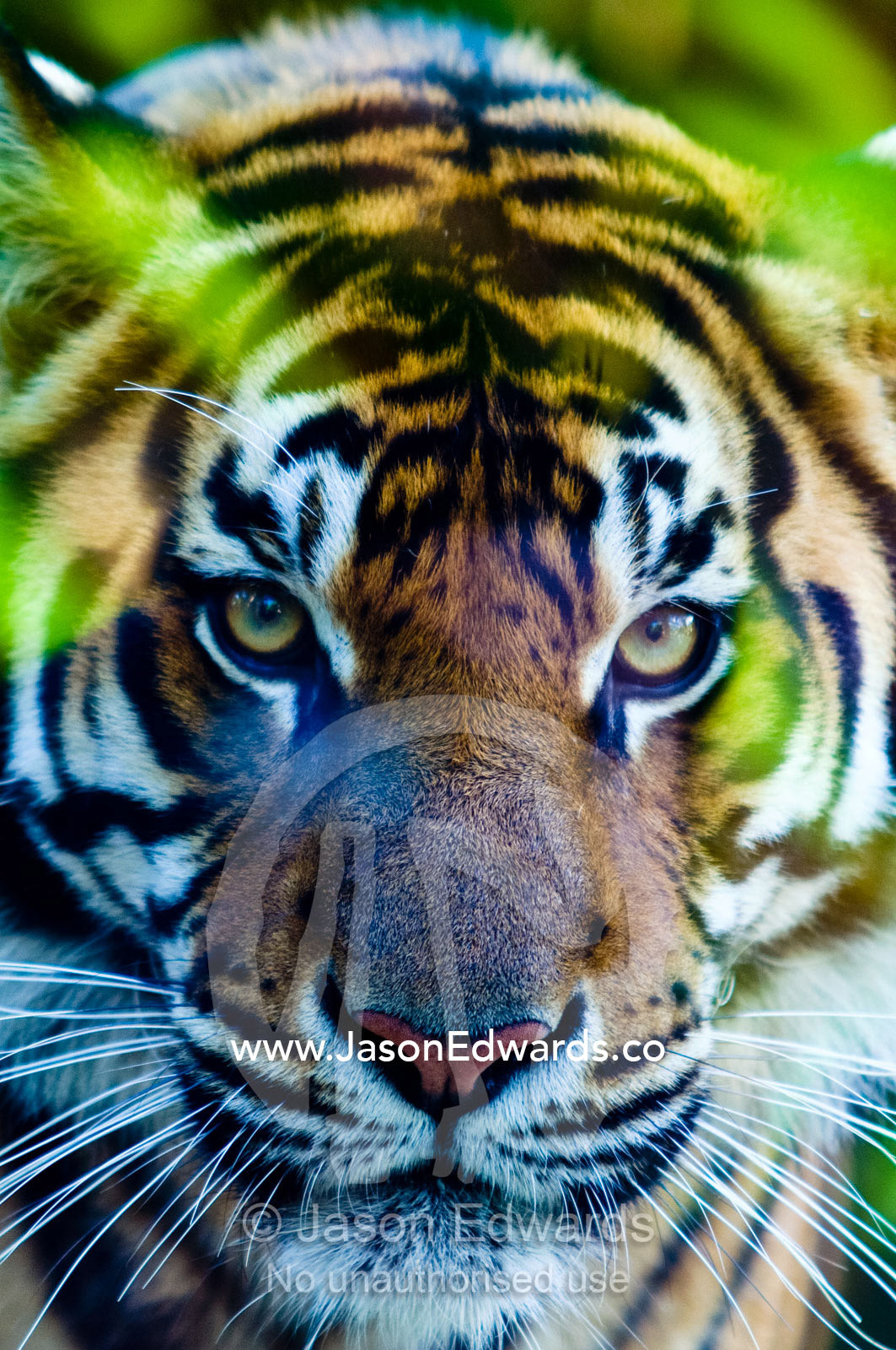 A menacing predatory Sumatran Tiger peering through a stand of bamboo. Australia Zoo, Beerwah, Queensland, Australia.