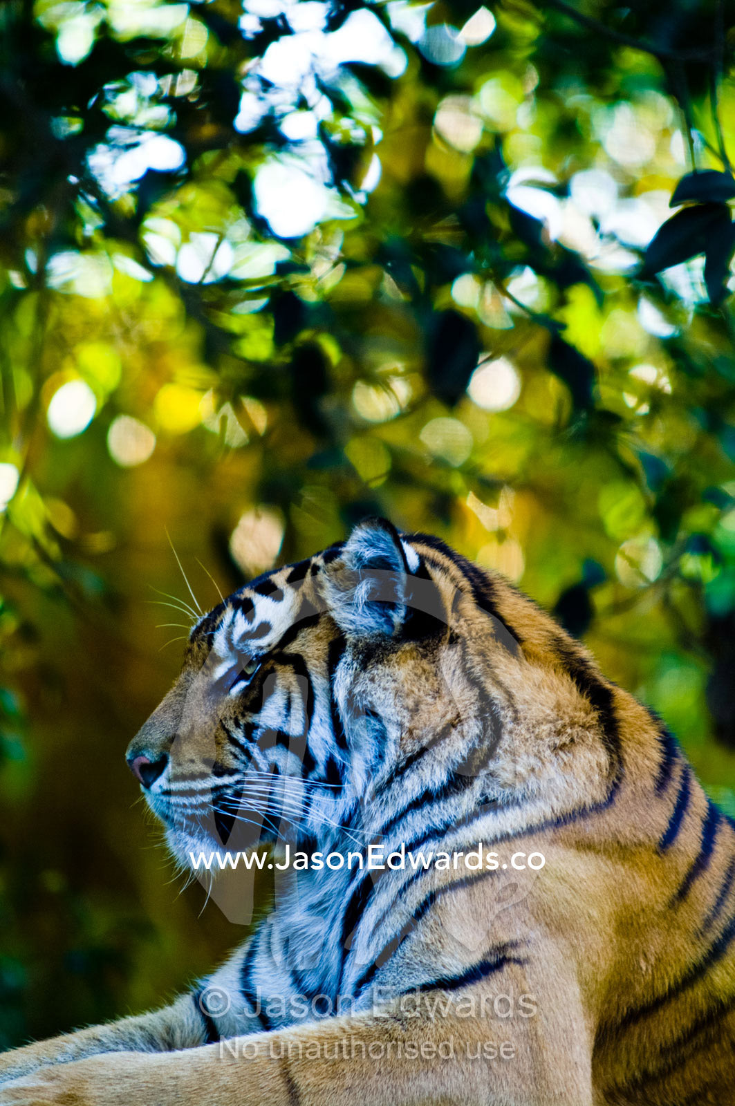 A captive Sumatran Tiger resting on the roof of an artificial temple. Australia Zoo, Beerwah, Queensland, Australia.
