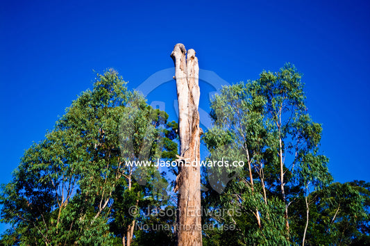 The trunk of a dead Eucalyptus tree stands at the edge of a forest. Australia Zoo, Beerwah, Queensland, Australia.
