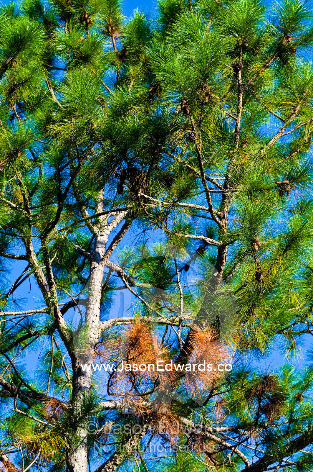 Branches and pine needles in the canopy of a Ponderosa Pine tree. Australia Zoo, Beerwah, Queensland, Australia.