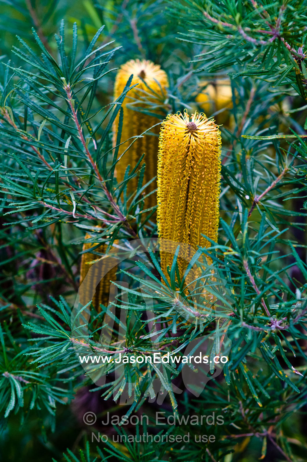 Bright yellow cylindrical flowers in the canopy of a Hairpin Banksia. Mount Tibrogargen, Glass House Mountains, Brisbane, Queensland, Australia.