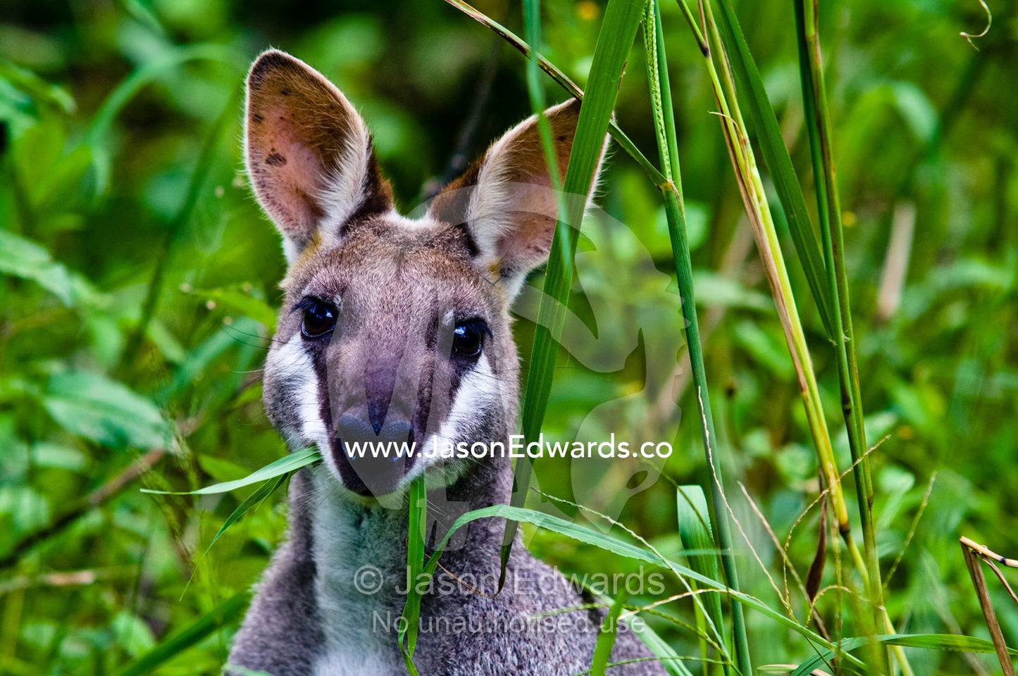 A Whiptail Wallaby grazing on tall grasses in a forest clearing. Mount Tibrogargen, Glass House Mountains, Brisbane, Queensland, Australia.