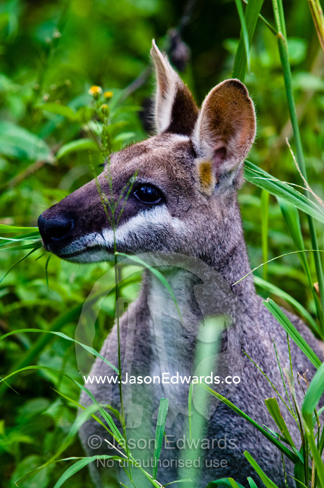 A Whiptail Wallaby grazing on tall grasses in a forest clearing. Mount Tibrogargen, Glass House Mountains, Brisbane, Queensland, Australia.