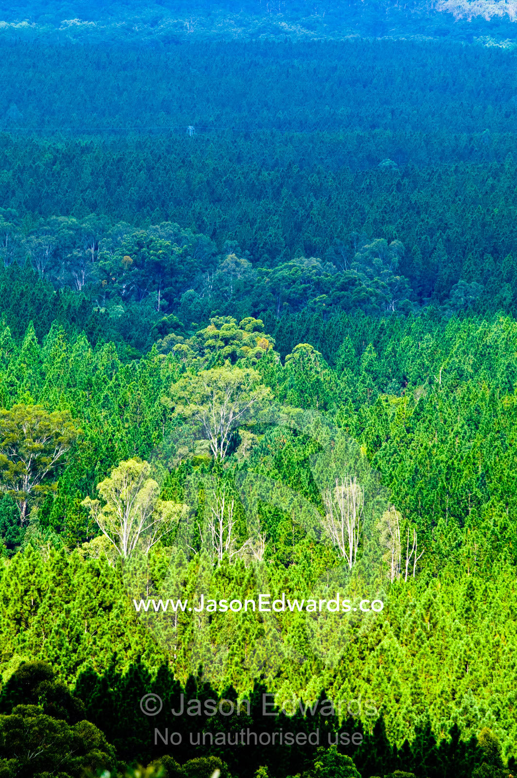 A plantation forest of pine trees borders a native eucalyptus forest. Mount Tibrogargen, Glass House Mountains, Brisbane, Queensland, Australia.