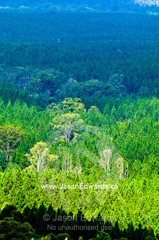 A plantation forest of pine trees borders a native eucalyptus forest. Mount Tibrogargen, Glass House Mountains, Brisbane, Queensland, Australia.