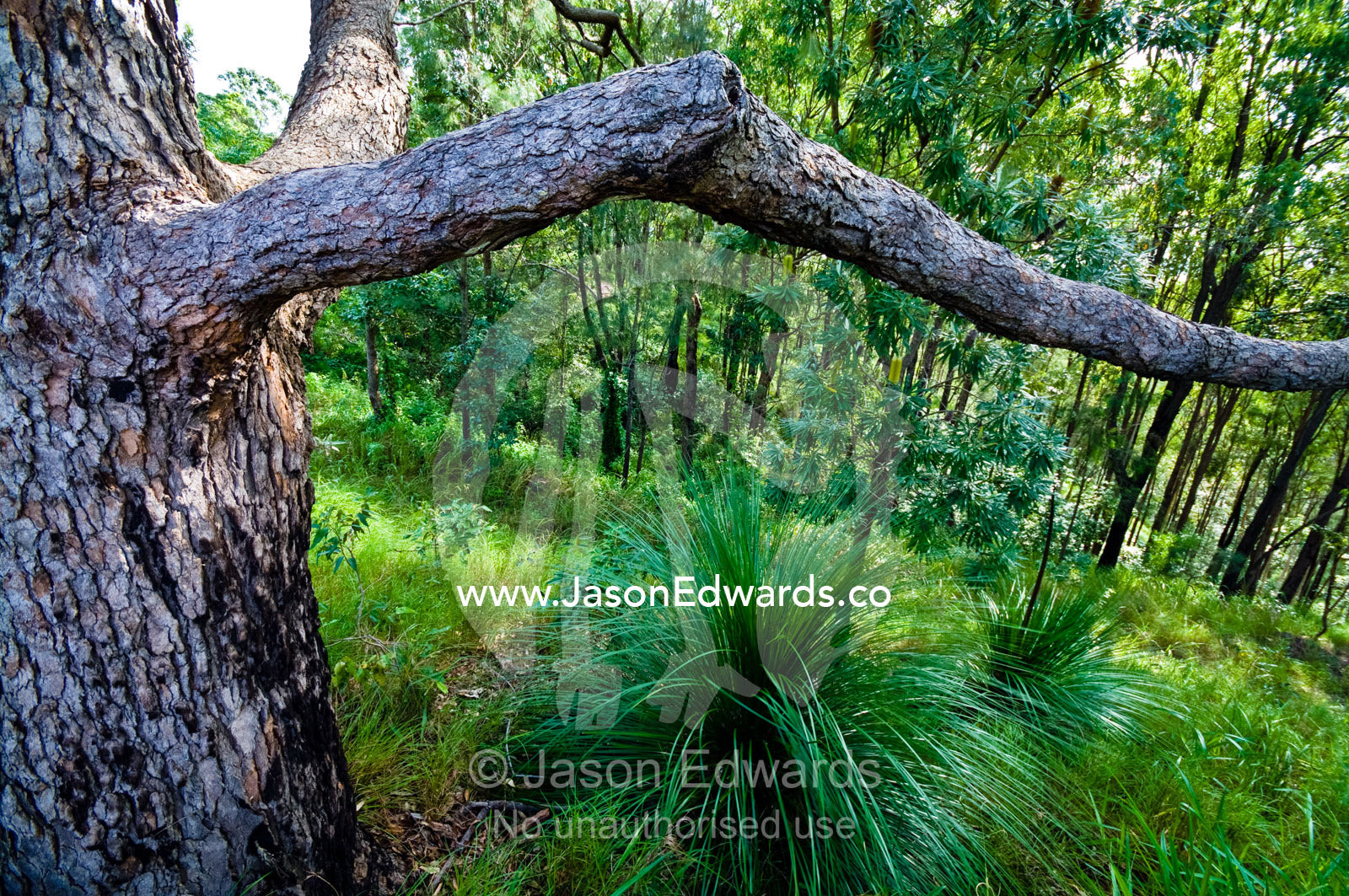 A Myrtle Tree and Grass Tree growing in a woodland on a mountainside. Mount Tibrogargen, Glass House Mountains, Brisbane, Queensland, Australia.