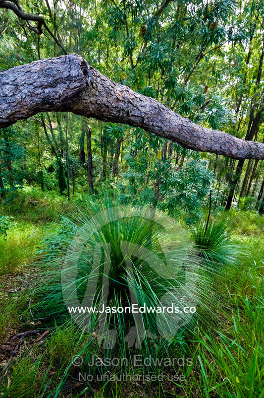 A Myrtle Tree and Grass Tree growing in a woodland on a mountainside. Mount Tibrogargen, Glass House Mountains, Brisbane, Queensland, Australia.