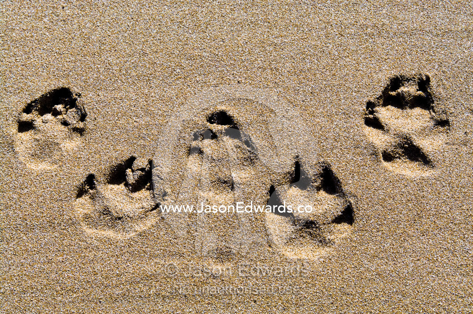 A dogs paw prints in the sand on a beach. Venus Bay, Bass Strait, South Gippsland, Victoria, Australia.