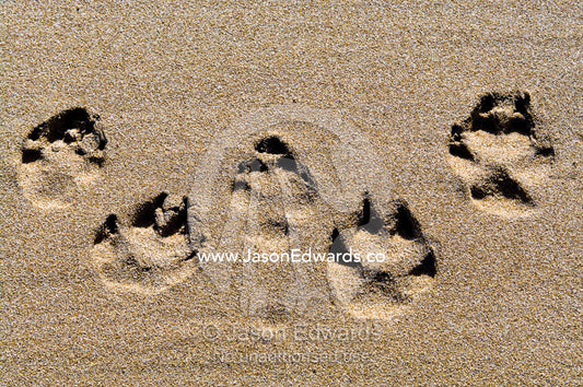 A dogs paw prints in the sand on a beach. Venus Bay, Bass Strait, South Gippsland, Victoria, Australia.