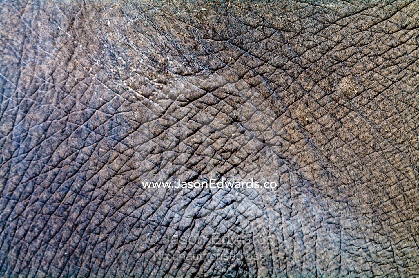 The tough wrinkly, leather skin of an endangered Asian Elephant hide. Melbourne Zoo, Parkeville, Victoria, Australia.