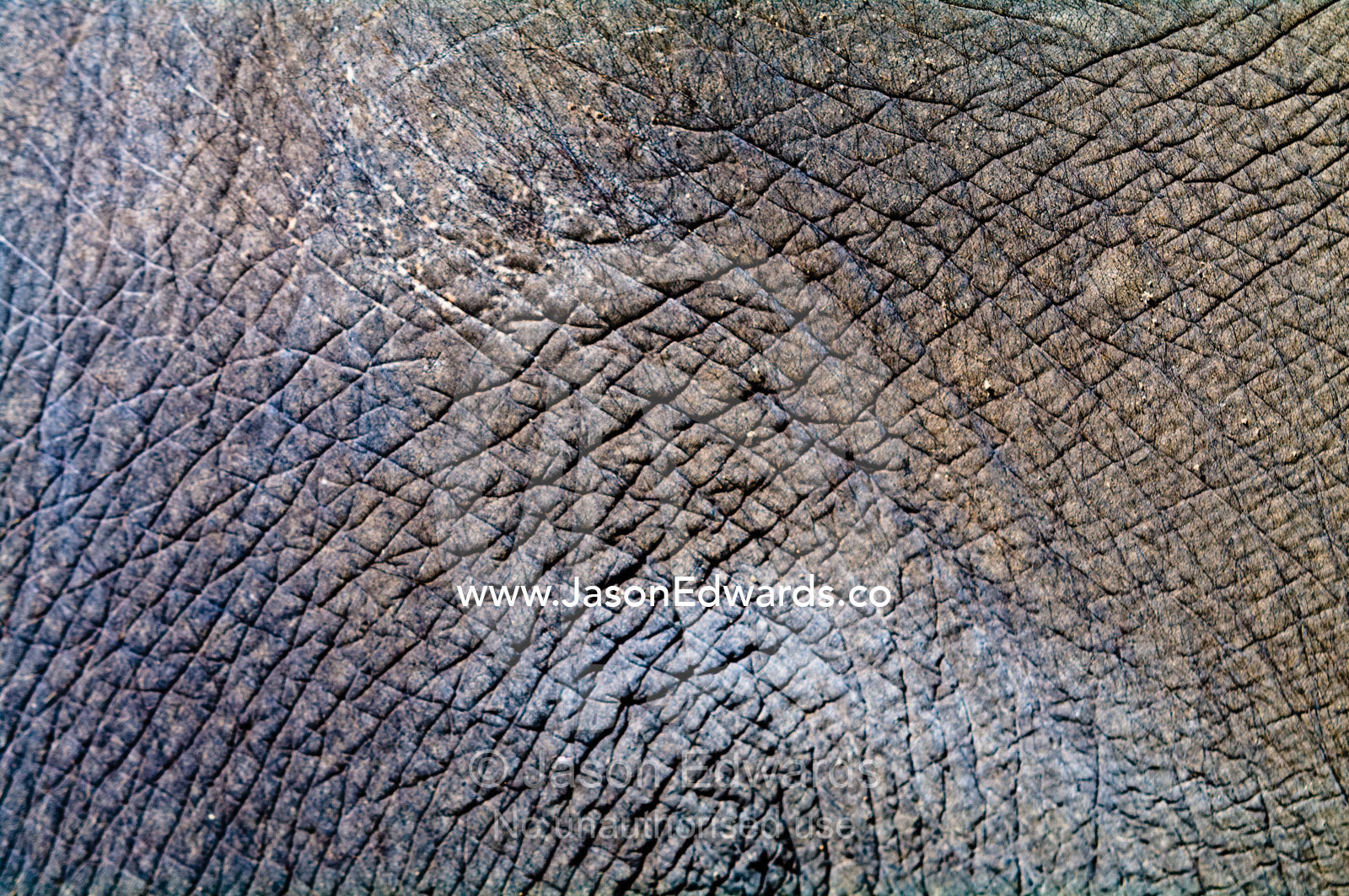 The tough wrinkly, leather skin of an endangered Asian Elephant hide. Melbourne Zoo, Parkeville, Victoria, Australia.