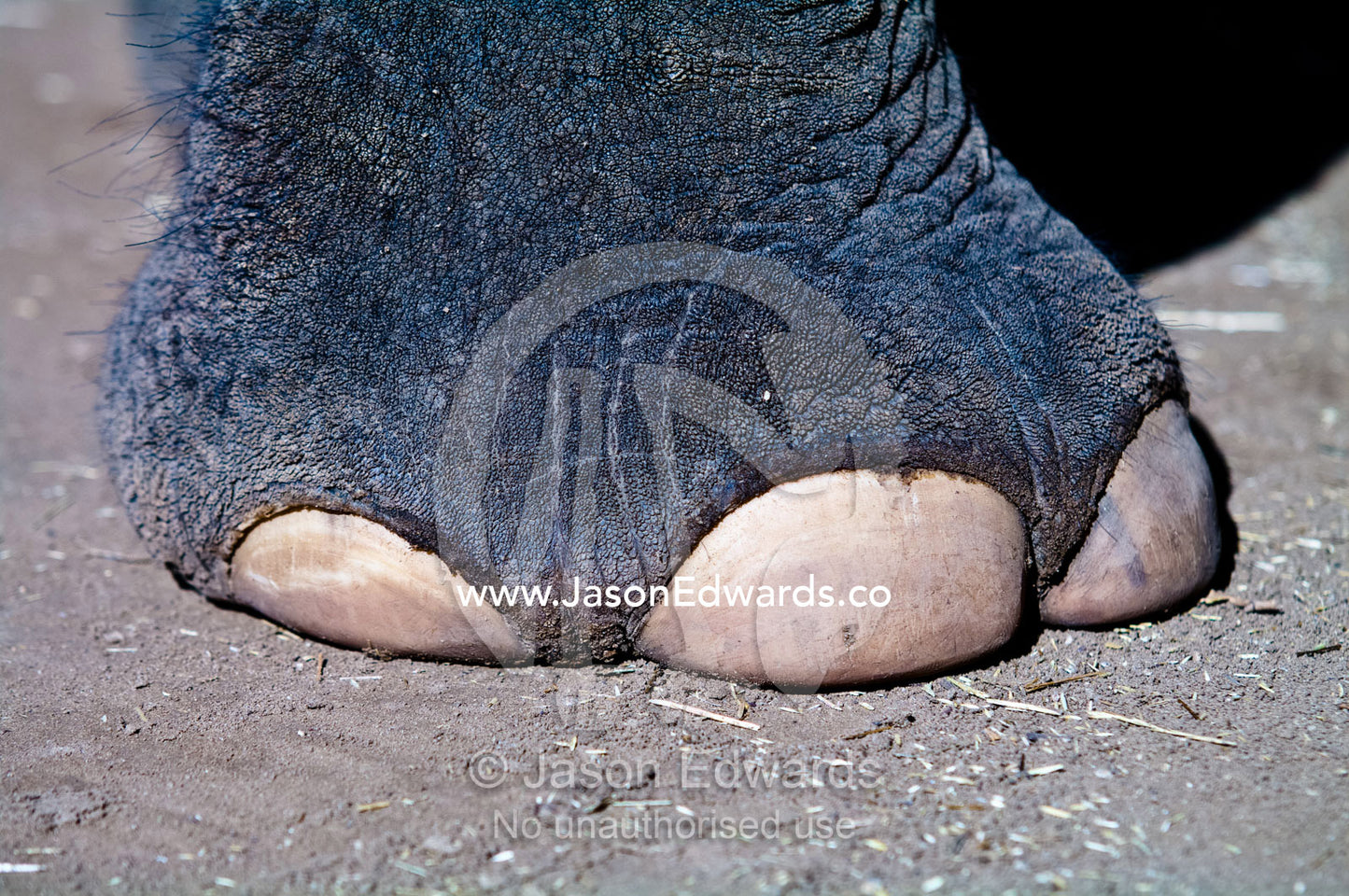 The giant leathery foot and toe nails of an endangered Asian Elephant. Melbourne Zoo, Parkeville, Victoria, Australia.