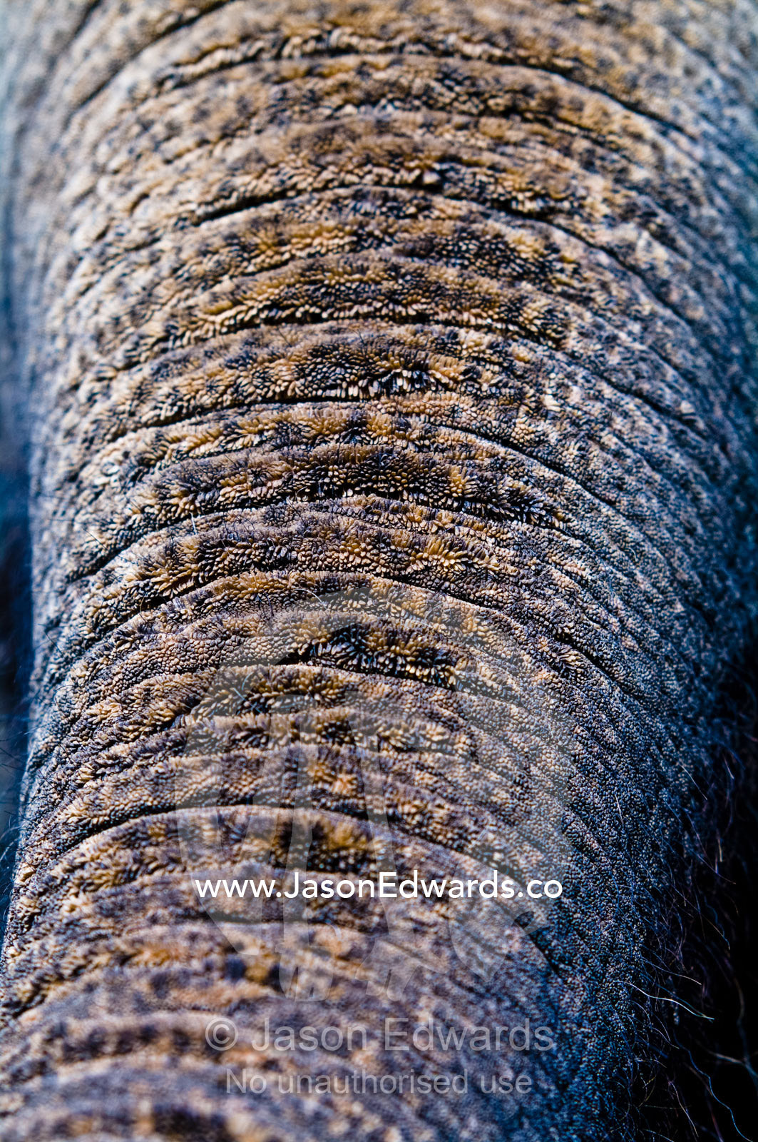 The tough wrinkly, leather skin of an endangered Asian Elephant trunk. Melbourne Zoo, Parkeville, Victoria, Australia.