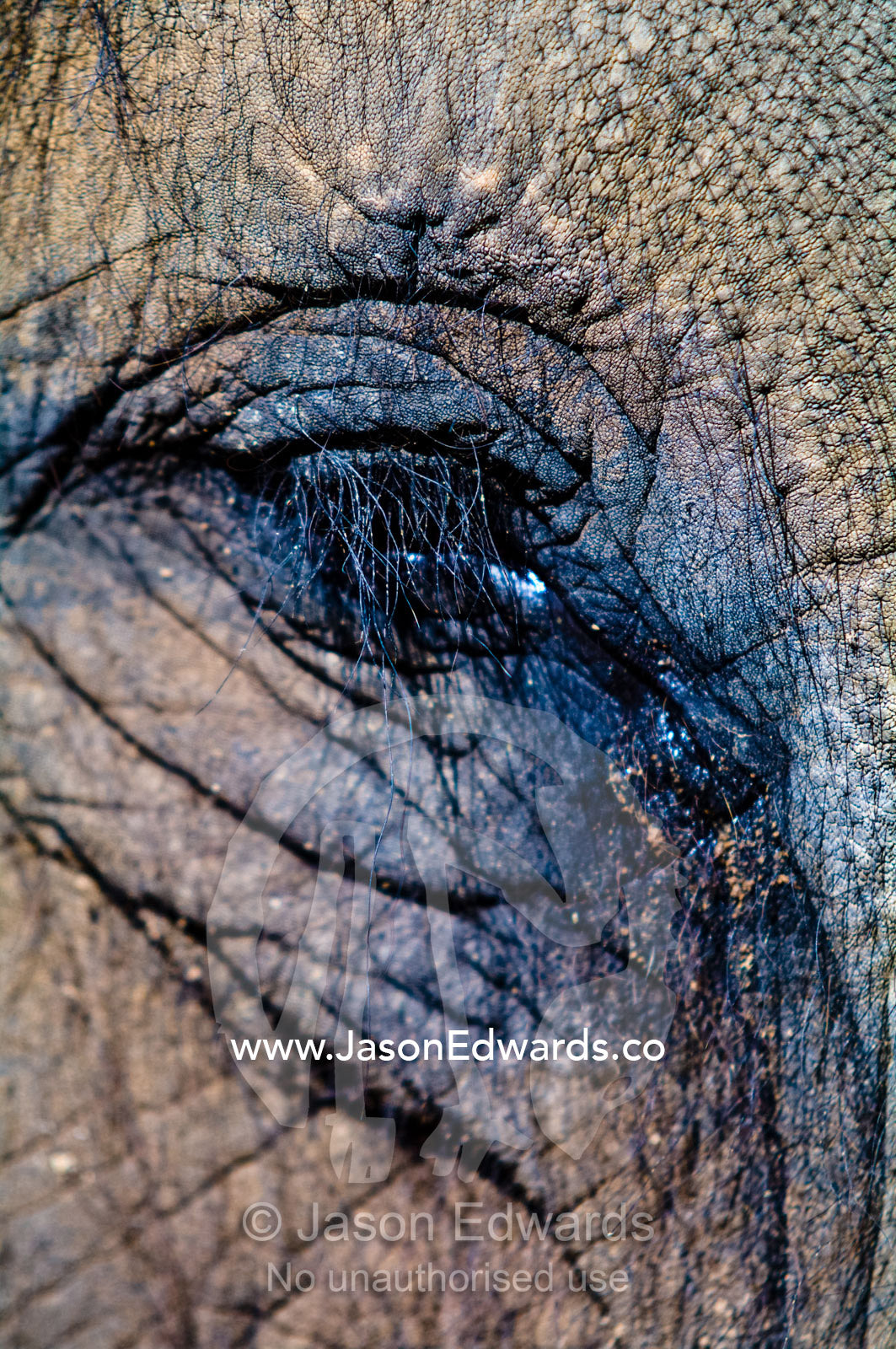 The wrinkled leathery hide and eye of an endangered Asian Elephant. Melbourne Zoo, Parkeville, Victoria, Australia.