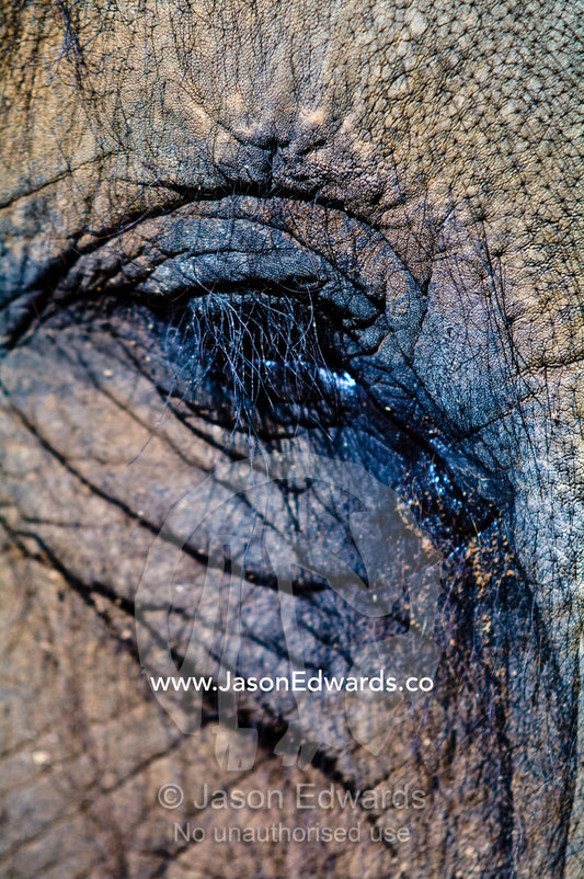 The wrinkled leathery hide and eye of an endangered Asian Elephant. Melbourne Zoo, Parkeville, Victoria, Australia.