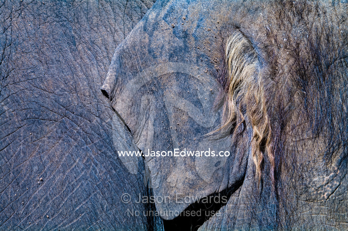 Long hair inside the leathery ear of an endangered Asian Elephant. Melbourne Zoo, Parkeville, Victoria, Australia.