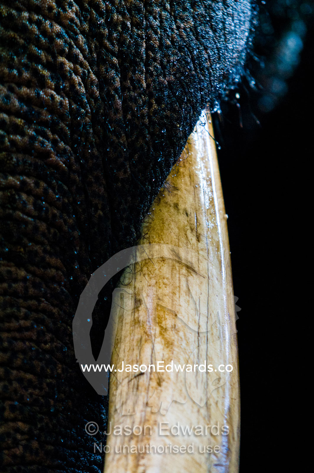 The powerful ivory tusk of an endangered Asian Elephant bull. Melbourne Zoo, Parkeville, Victoria, Australia.