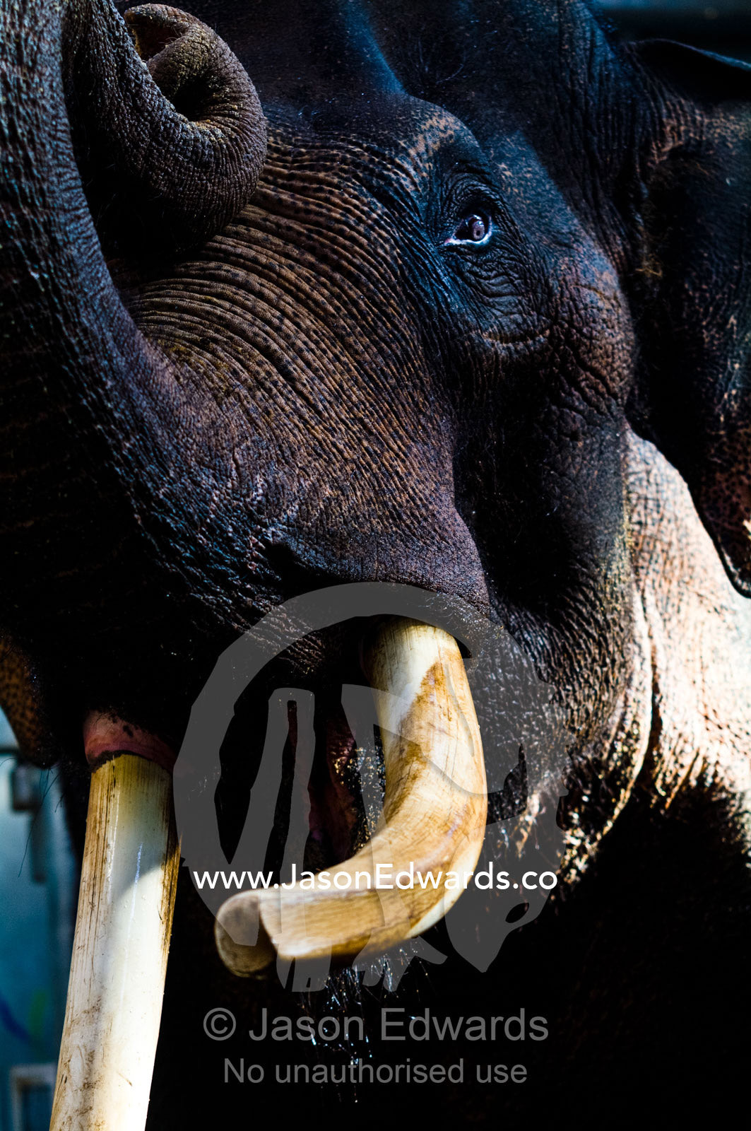 An endangered Asian Elephant bull proudly displays his ivory tusks. Melbourne Zoo, Parkeville, Victoria, Australia.