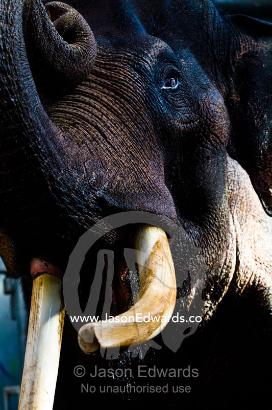 An endangered Asian Elephant bull proudly displays his ivory tusks. Melbourne Zoo, Parkeville, Victoria, Australia.