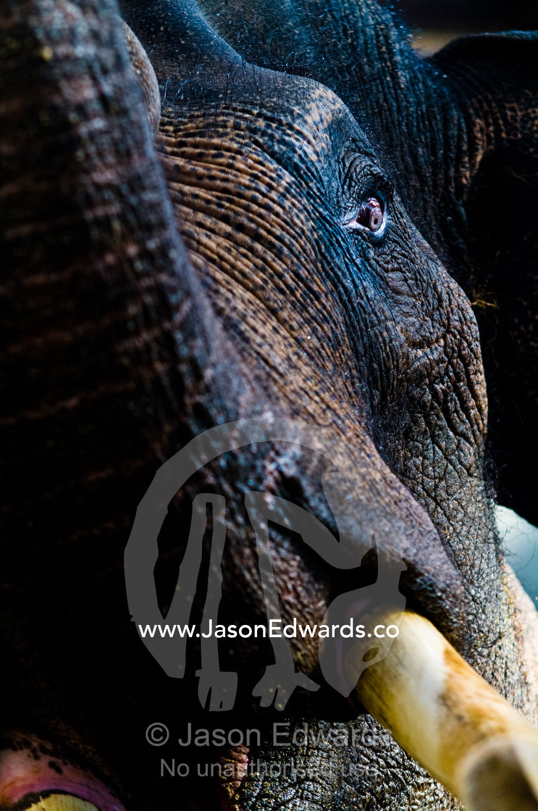 An endangered Asian Elephant bull staring down with a wild eye. Melbourne Zoo, Parkeville, Victoria, Australia.