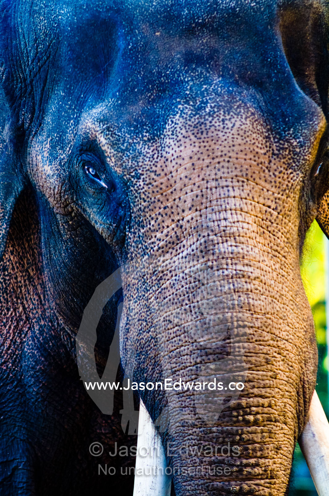 The broad forehead and markings on the trunk of a bull Asian Elephant. Melbourne Zoo, Parkeville, Victoria, Australia.