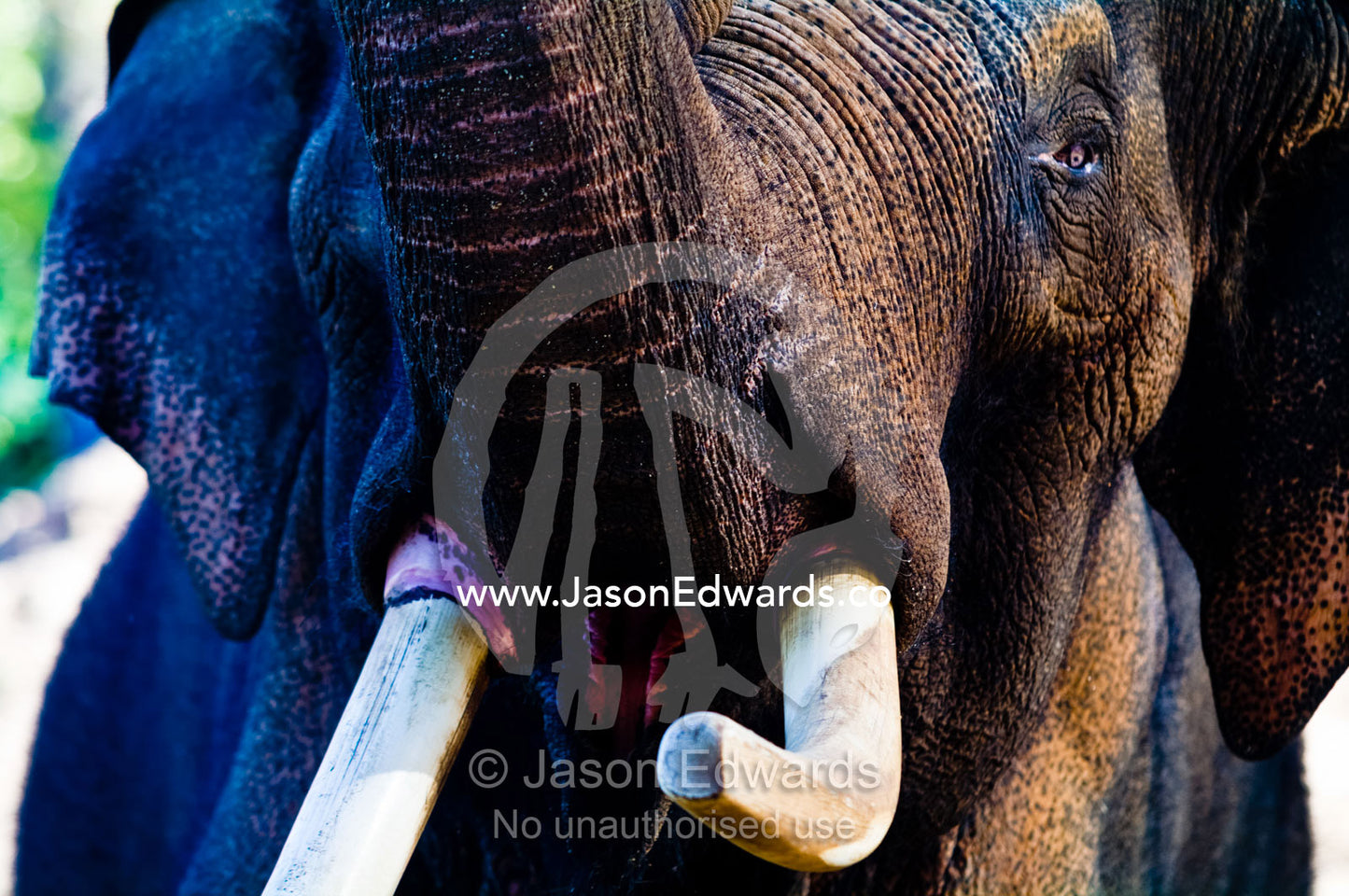 An endangered Asian Elephant bull proudly displays his ivory tusks. Melbourne Zoo, Parkeville, Victoria, Australia.