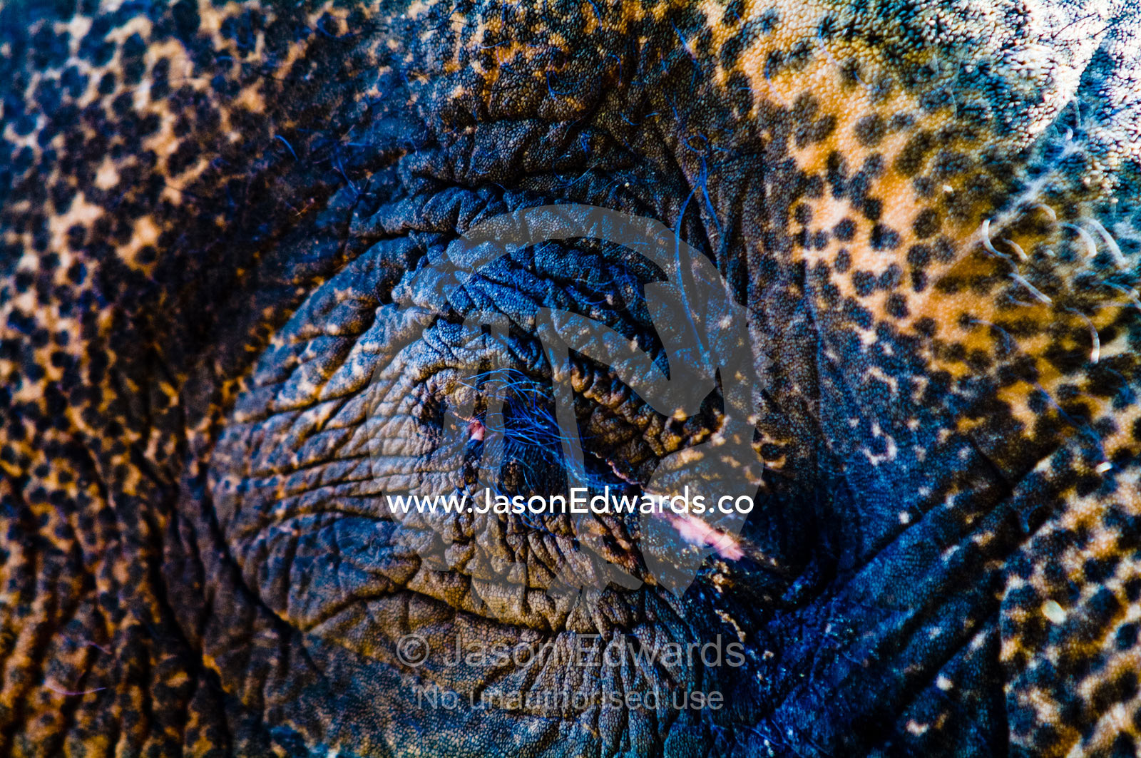 Leathery wrinkles around the closed eye of a sleeping Asian Elephant. Melbourne Zoo, Parkeville, Victoria, Australia.