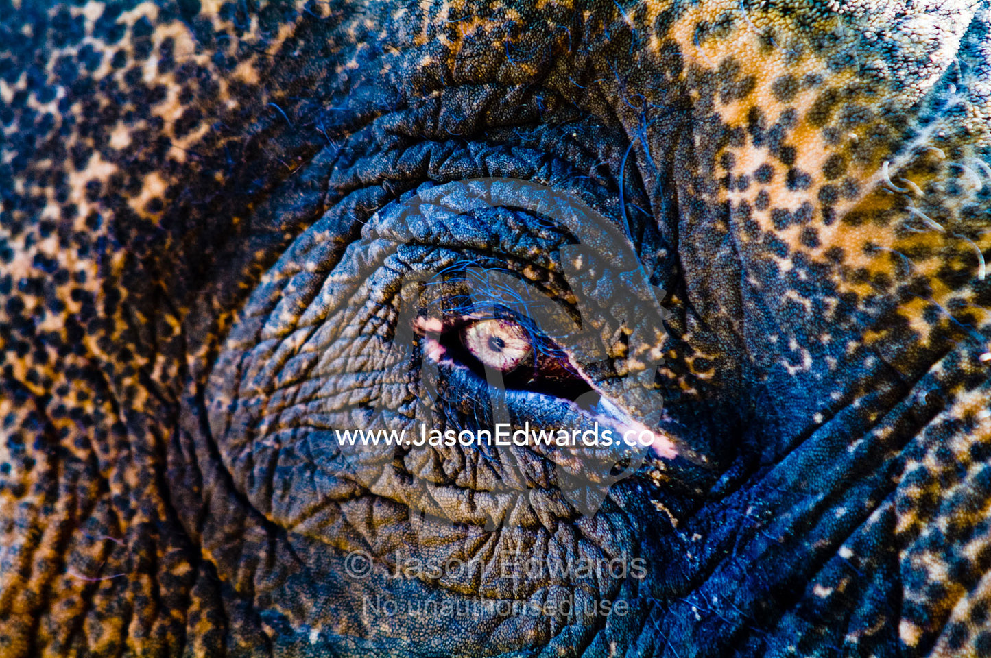 Leathery wrinkles around the iridescent eye of an Asian Elephant. Melbourne Zoo, Parkeville, Victoria, Australia.