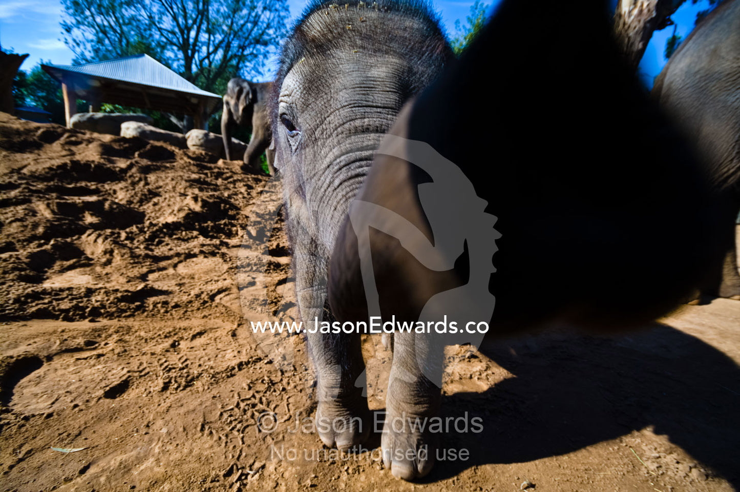 An endangered Asian Elephant calf sniffs a camera lens with its trunk. Melbourne Zoo, Parkeville, Victoria, Australia.