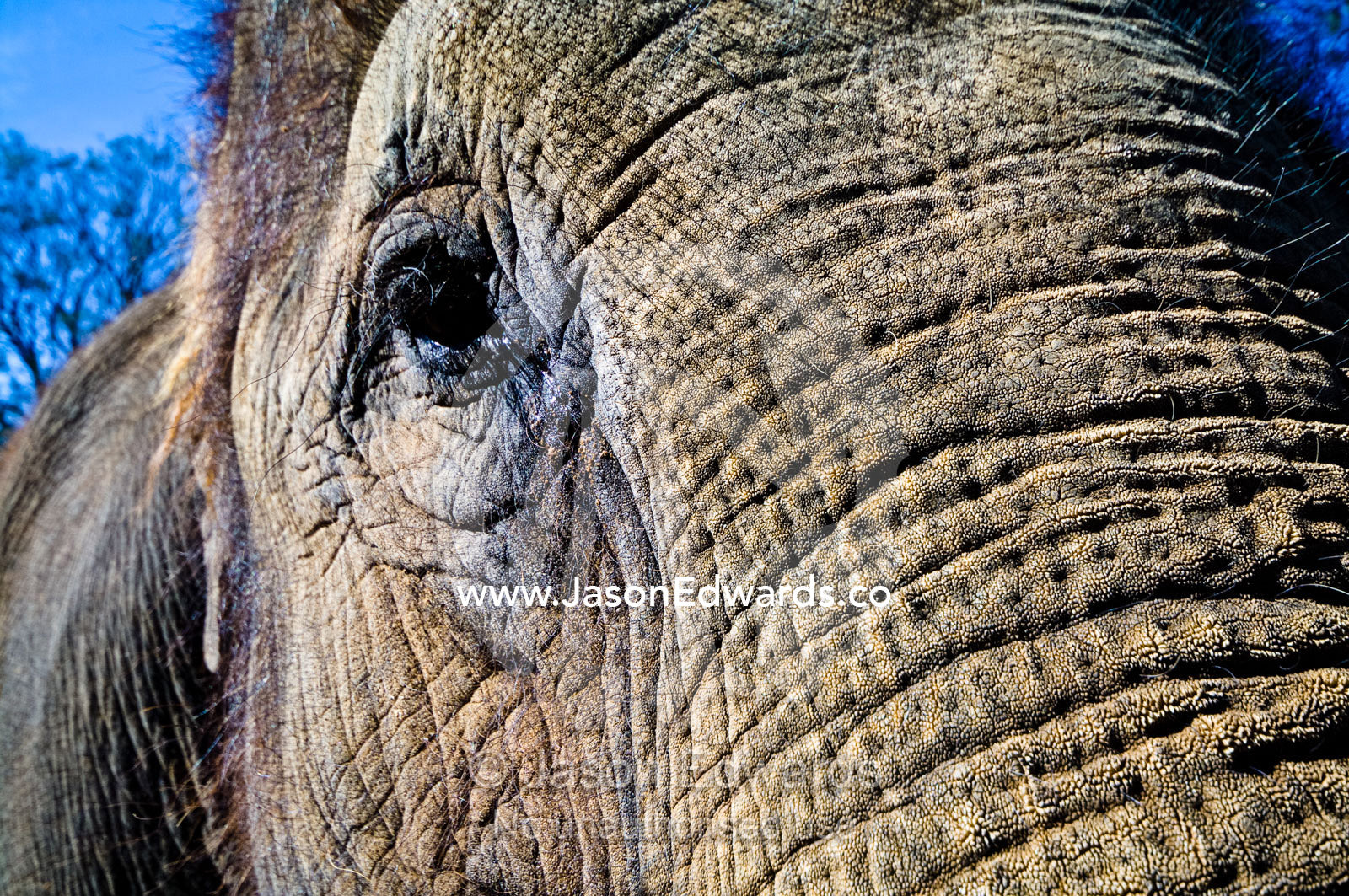 The leathery and wrinkled hide on an Asian Elephants broad trunk. Melbourne Zoo, Parkeville, Victoria, Australia.